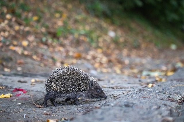 國際足聯與 國際足聯與