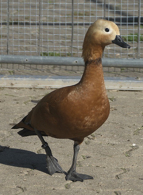 分远距离投